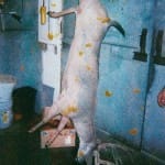 scan_263
