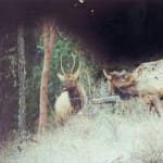 scan_273