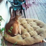scan_287