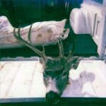 scan_362