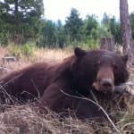 first bear