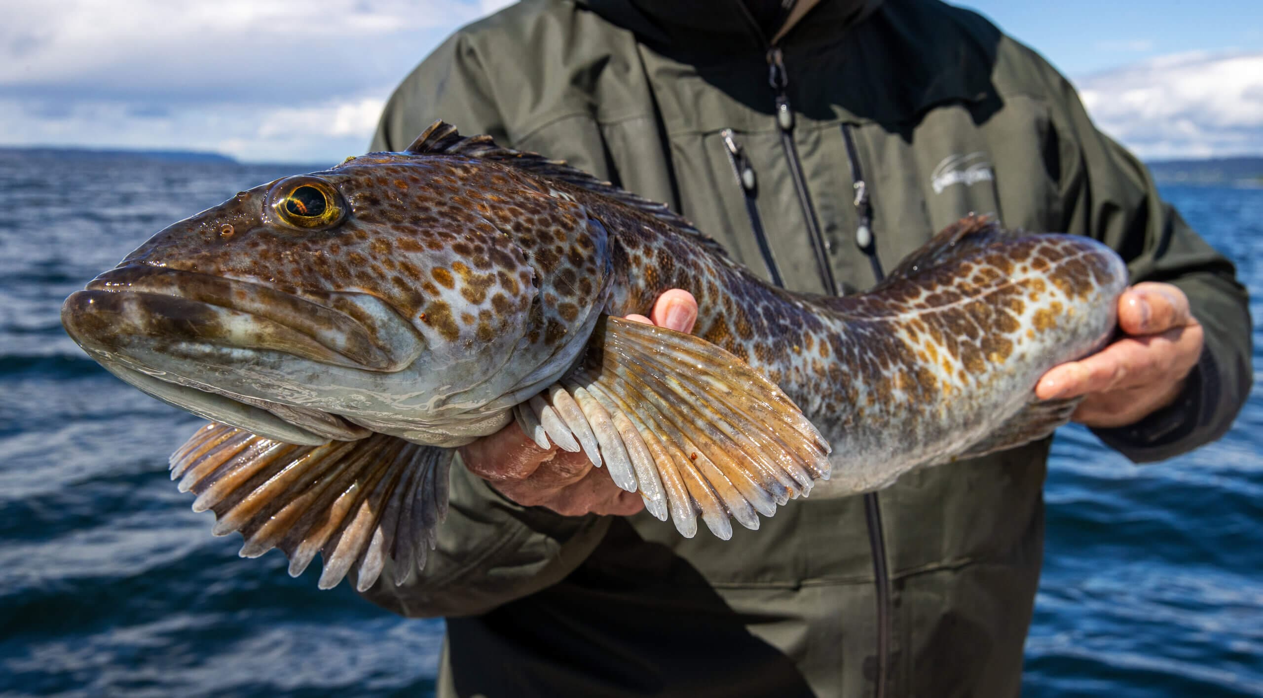 Ling Cod The Butcher Shop, Inc.